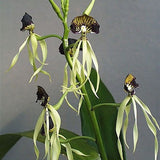 Prosthechea cochleata