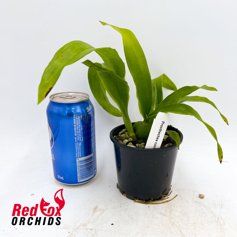 Prosthechea cochleata