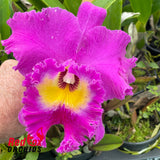 Rhyncholaeliocattleya Nan Chang Silk 'CT Olympic Torch'