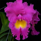 Rhyncholaeliocattleya Nan Chang Silk 'CT Olympic Torch'