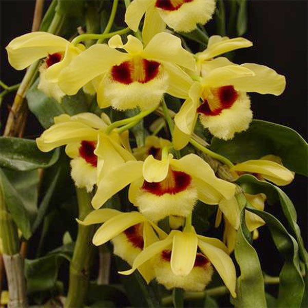 Dendrobium Gatton Sunray
