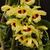 Dendrobium Gatton Sunray