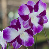 Dendrobium King Dragon