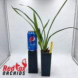 Cymbidium Harbour City 'Sydney'