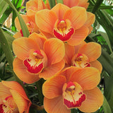 Cymbidium Harbour City 'Sydney'