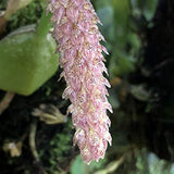 Bulbophyllum lilacinum