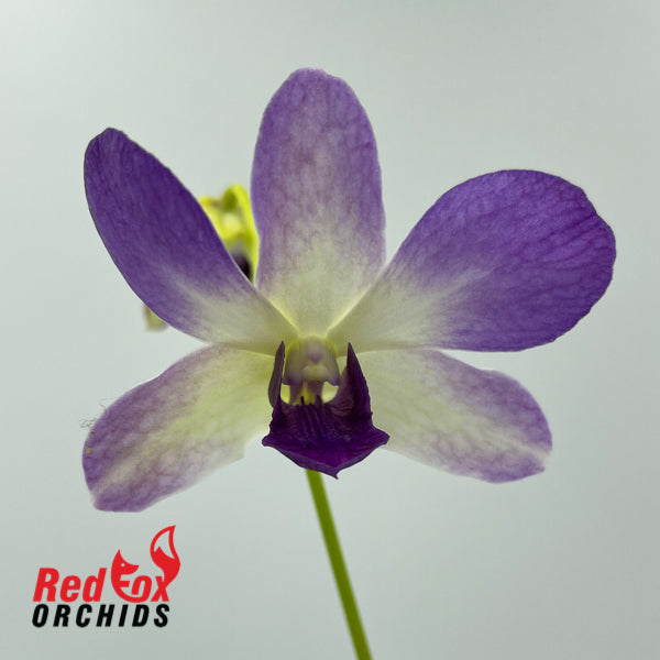 Dendrobium Aridang Blue