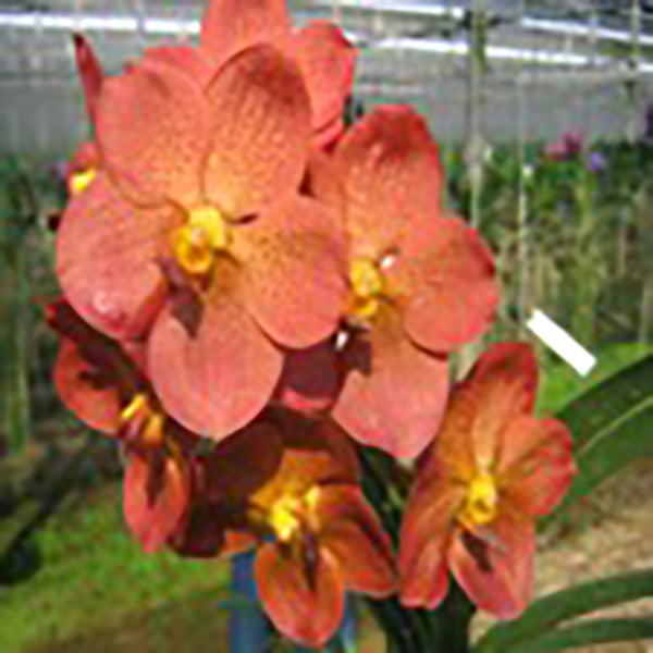 Vanda Pedro Bonetti
