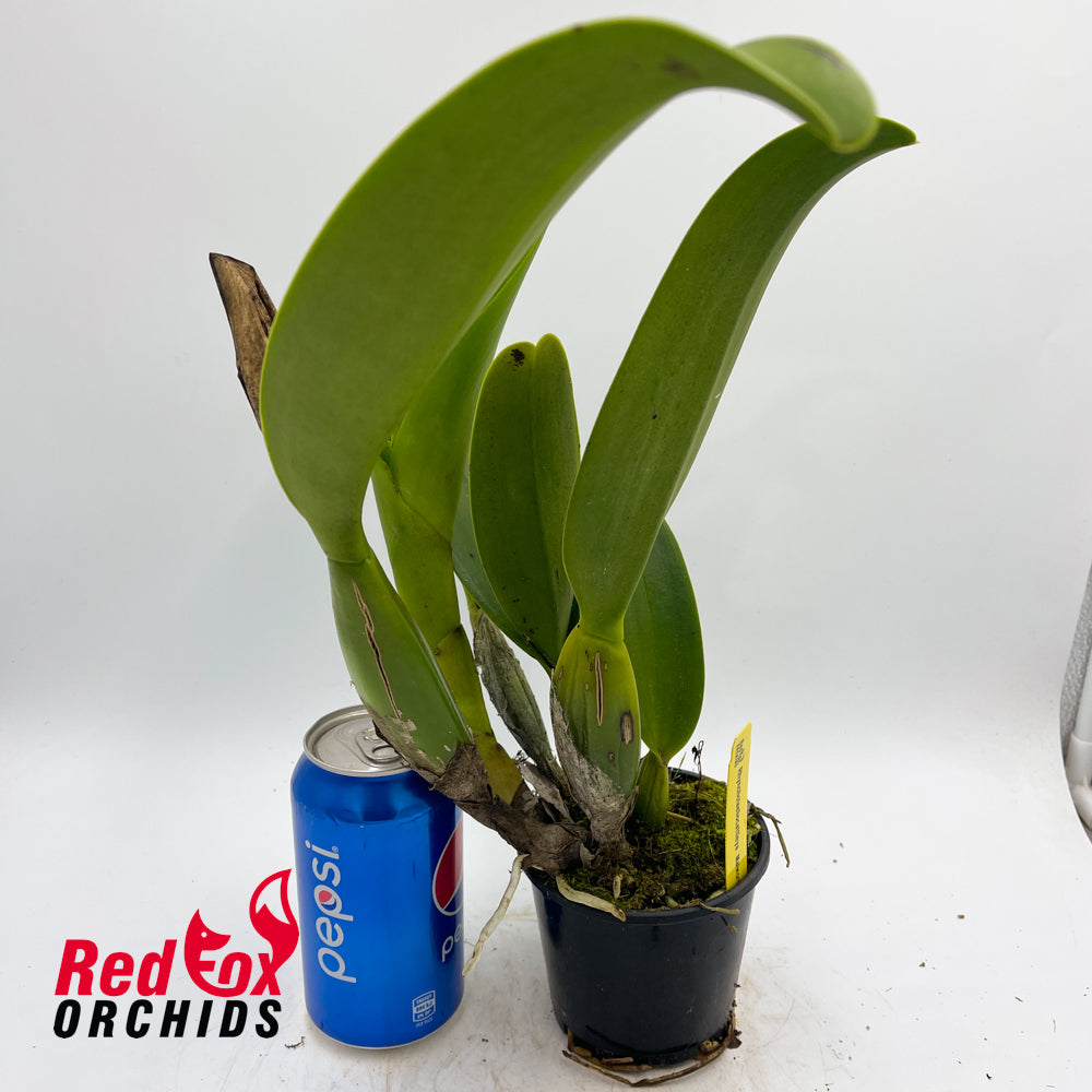 Cattleya Malworth
