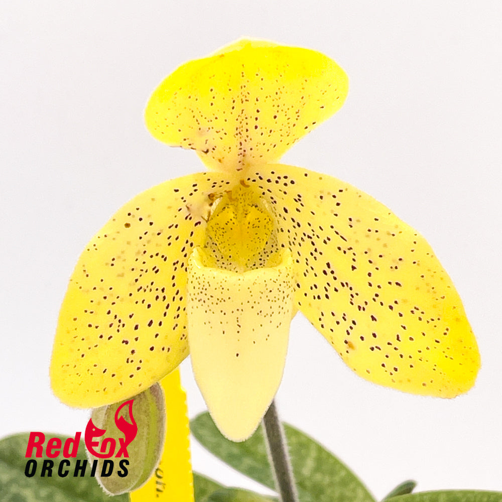Paphiopedilum concolor