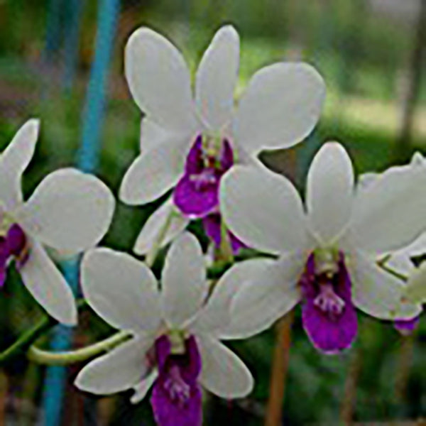 Dendrobium Charming White