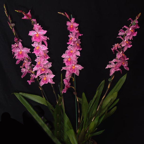 Vuylstekeara Carnivale 'Okika'