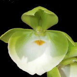 Catasetum pileatum 'Jumbo Green Gold'