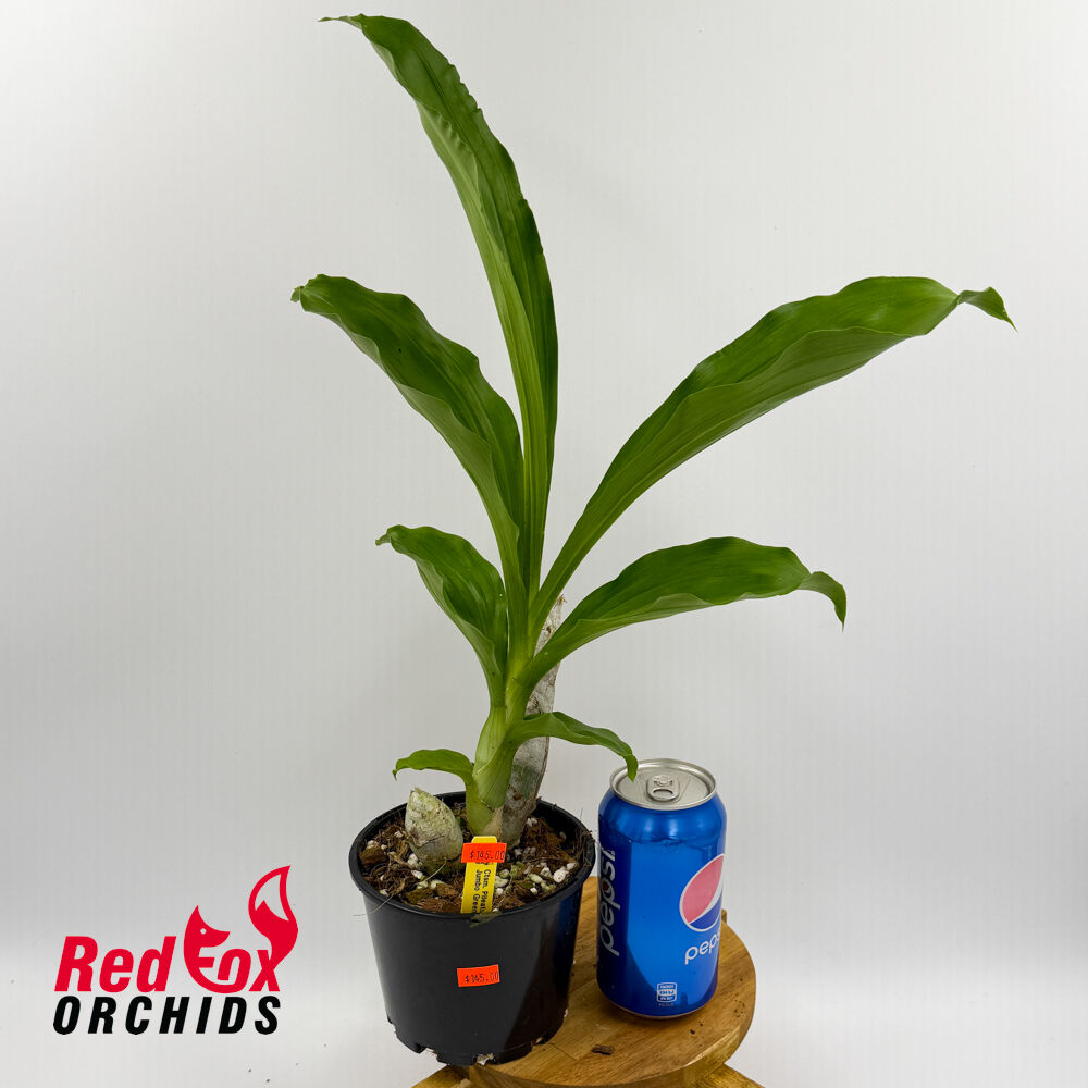 Catasetum pileatum 'Jumbo Green Gold'