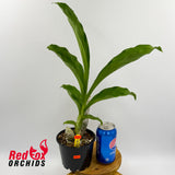 Catasetum pileatum 'Jumbo Green Gold'