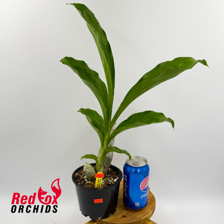 Catasetum pileatum 'Jumbo Green Gold'