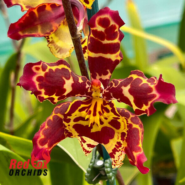 Wilsonara Eye Candy ‘Pinkie'