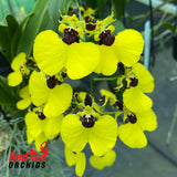 Oncidium Alusuka ‘Claire’