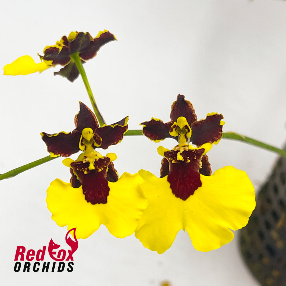 Oncidium Alusuka ‘Claire’