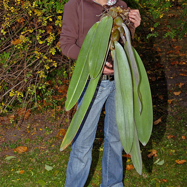 Bulbophyllum phalaenopsis