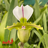 Paphiopedilum spicerianum