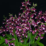 Phaiocalanthe Kryptonite 'Chariots of Fire'