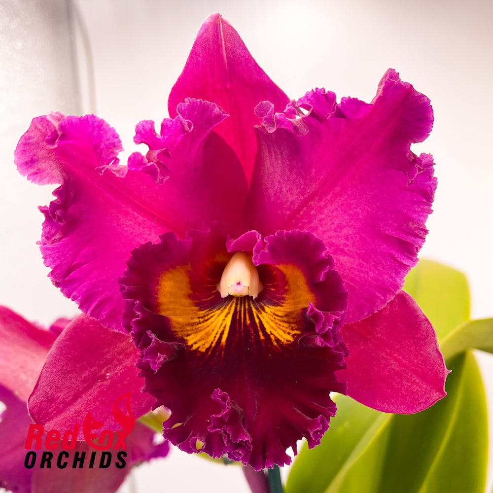 Rhyncholaeliocattleya Subprasert 'Red'