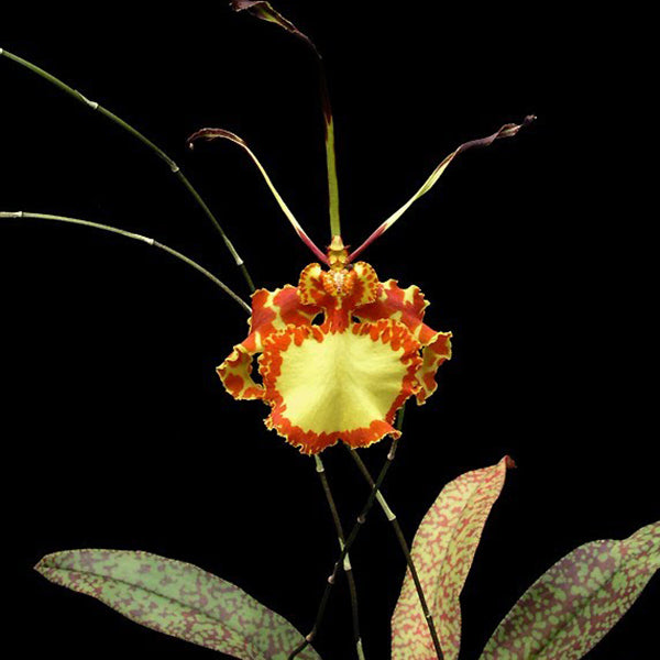 Psychopsis Mendenhall 'Hildos'
