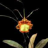 Psychopsis Mendenhall 'Hildos'