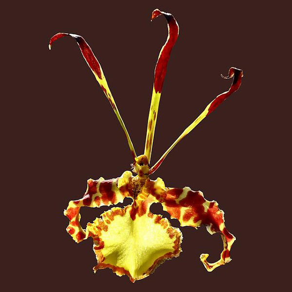 Psychopsis Mendenhall 'Hildos'