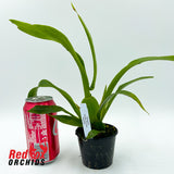 Oncidium Pacific Sunrise 'Hakalau'