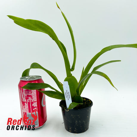 Oncidium Pacific Sunrise 'Hakalau'