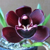 Cymbidium Kiwi Midnight 'Geyserland'