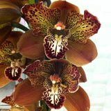 Cymbidium Rothesay 'Butterfly'