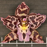 Largerara Angel Baby 'Sultry'