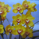 Cymbidium Gwen Thomas 'Bright One'