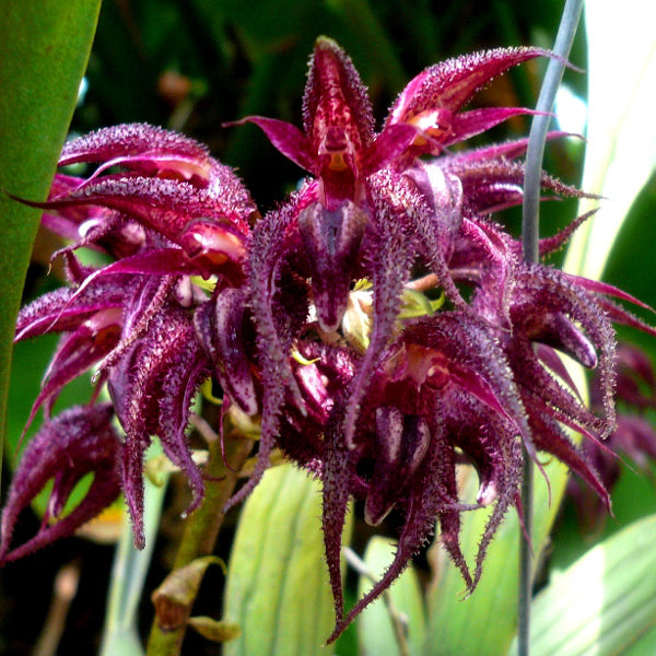 Bulbophyllum lasianthum (Rare)