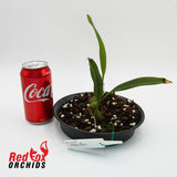 Bulbophyllum facetum