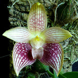 Bulbophyllum facetum