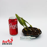 Bulbophyllum flabello-vernis Dark