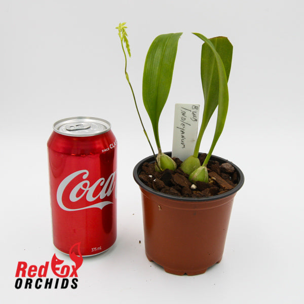 Bulbophyllum lindleyanum (Rare)