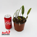 Bulbophyllum longiflorum  NQ uncommon