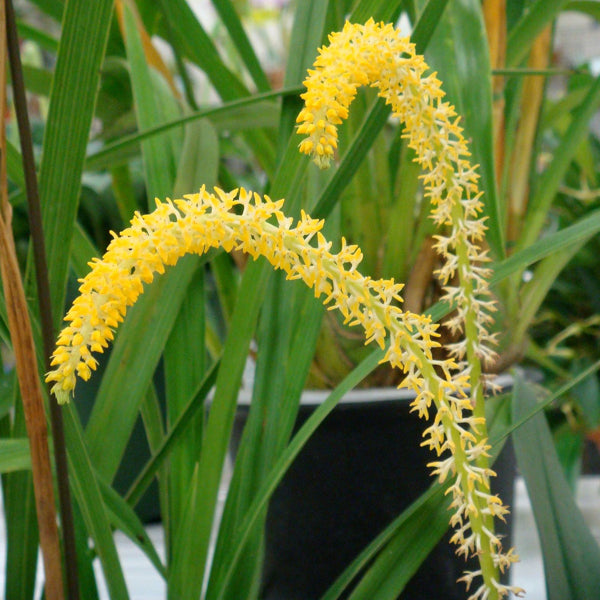 Bulbophyllum odorata