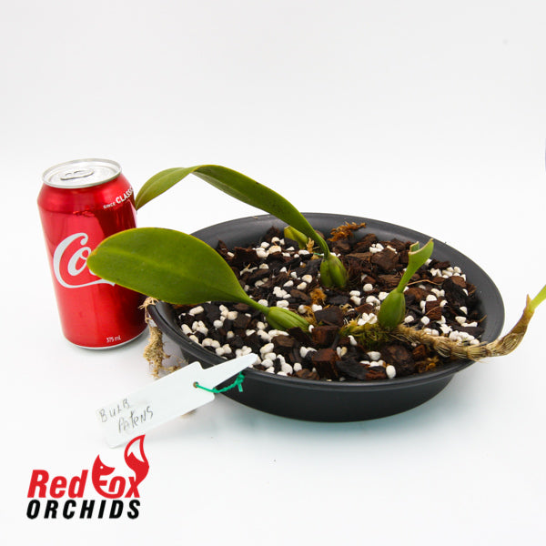 Bulbophyllum patens