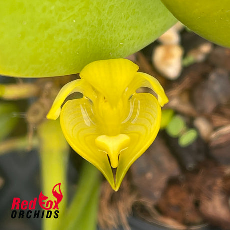 Bulbophyllum sinapsis
