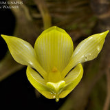 Bulbophyllum sinapsis