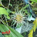Bulbophyllum Thai Spider
