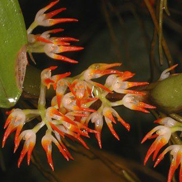 Bulbophyllum triflorum