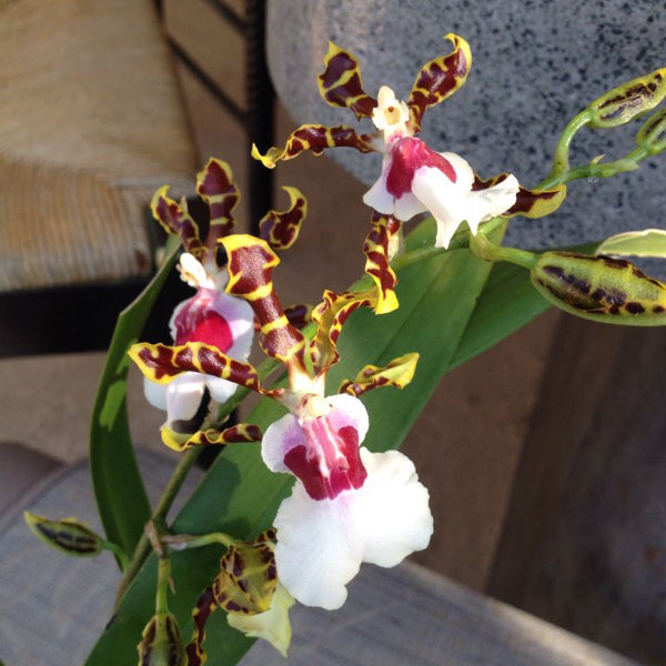 Odontocidium Wild Willie 'Wonka'