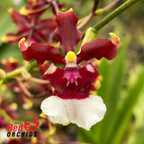 Oncidium Aka Baby 'Raspberry Chocolate' HCC/AOS